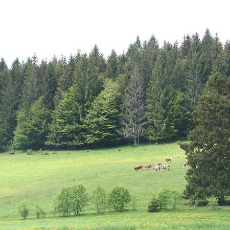 Hirschen Im Hochschwarzwald Nahe Feldberg Todtnau