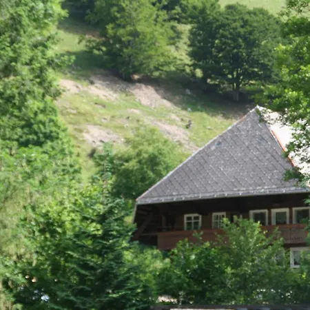 Hirschen Im Hochschwarzwald Nahe Feldberg